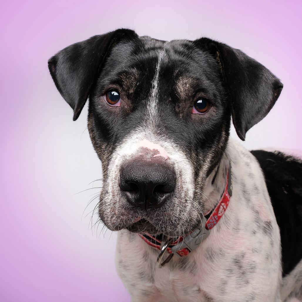 Enlarge Dakota, a Adoptable Mixed Breed in Guaynabo, PR image 1/2