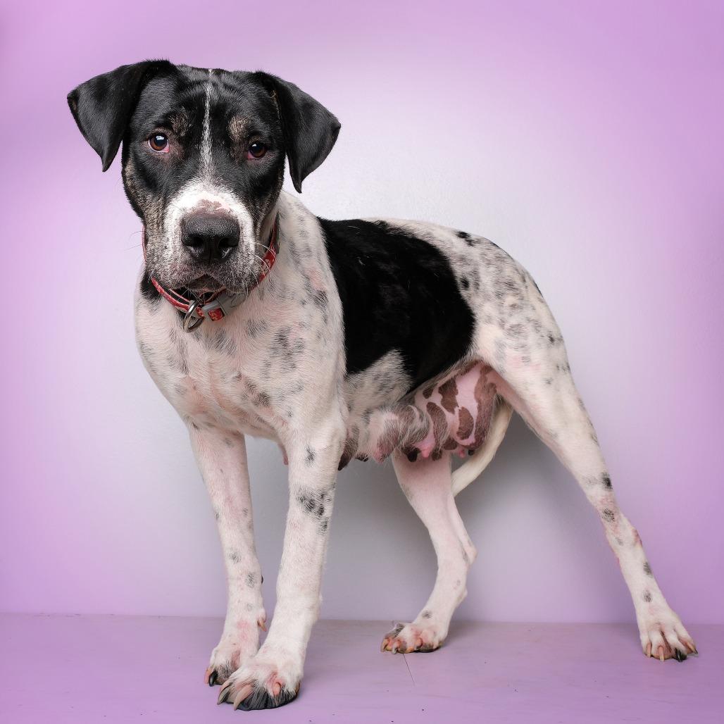 Enlarge Dakota, a Adoptable Mixed Breed in Guaynabo, PR image 2/2