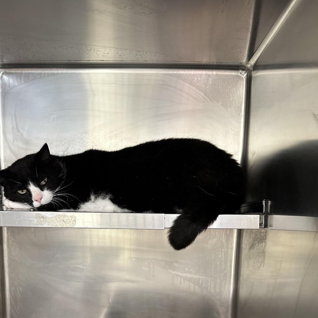 Midnight, Adoptable, Adult Female Domestic Short Hair.