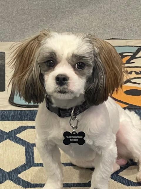 Fusilli, ADOPTABLE, Young Male Shih Tzu.