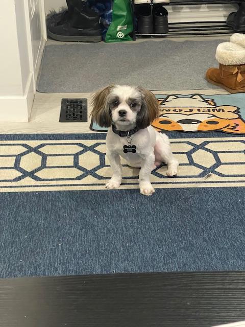 Enlarge Fusilli, a ADOPTABLE mixed breed in Calgary, AB image 2/4