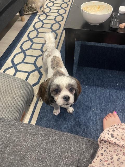 Enlarge Fusilli, a ADOPTABLE mixed breed in Calgary, AB image 3/4