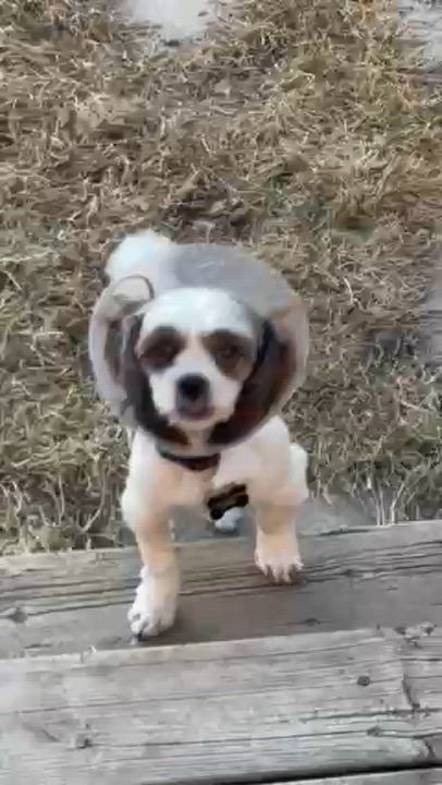 Enlarge Fusilli, a ADOPTABLE mixed breed in Calgary, AB video 4/4