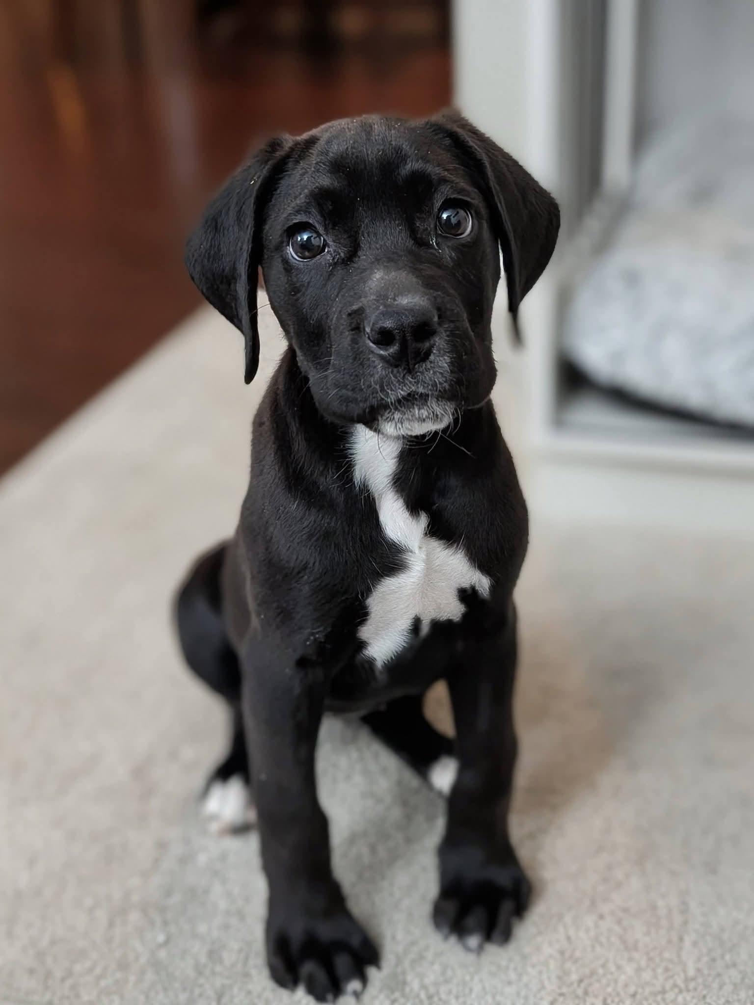 Navy, adopted, Puppy Female Black Labrador Retriever.