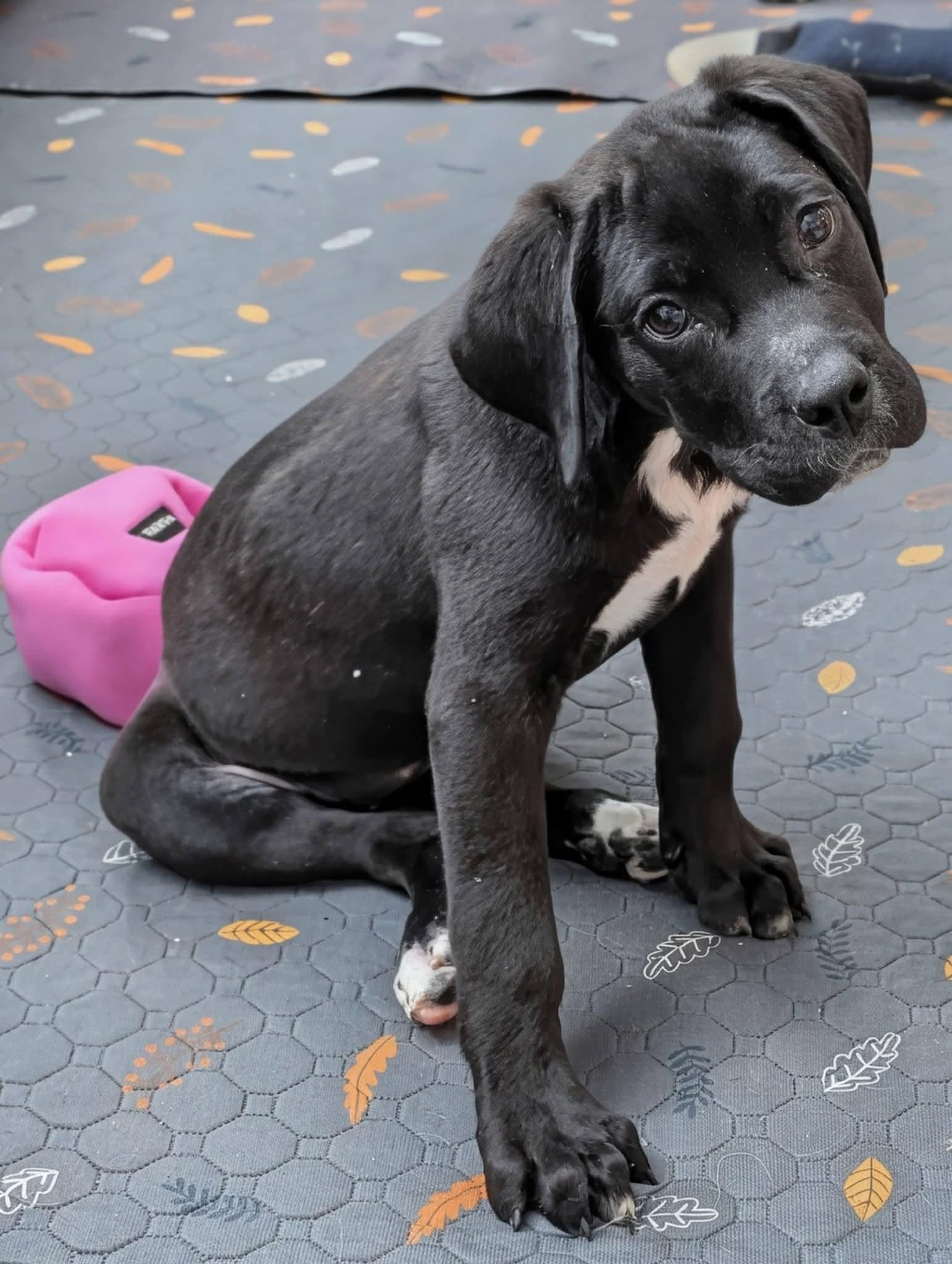 Navy, an adopted mixed breed in Grand Rapids, MI image 3/4