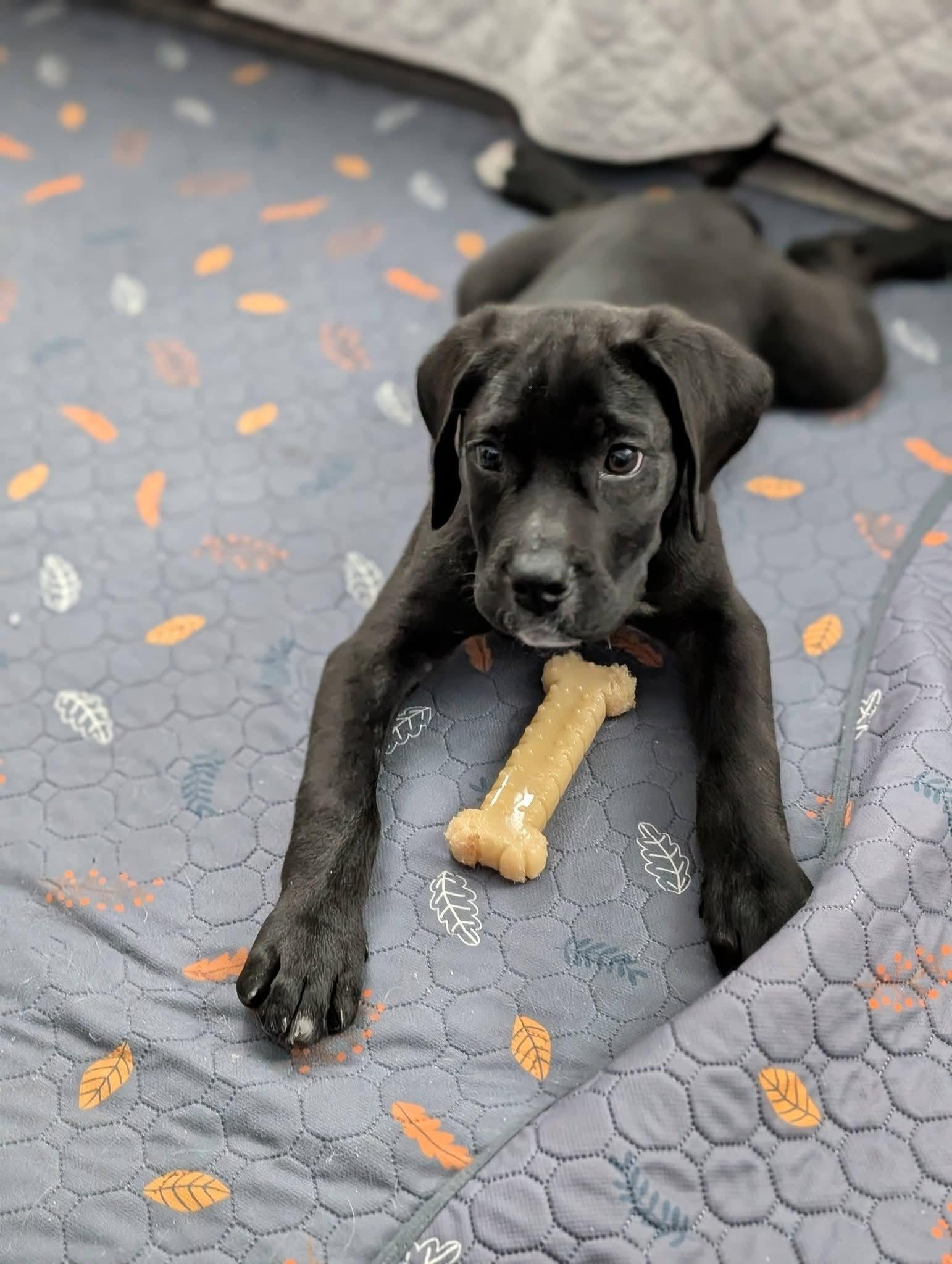 Navy, an adopted mixed breed in Grand Rapids, MI image 4/4