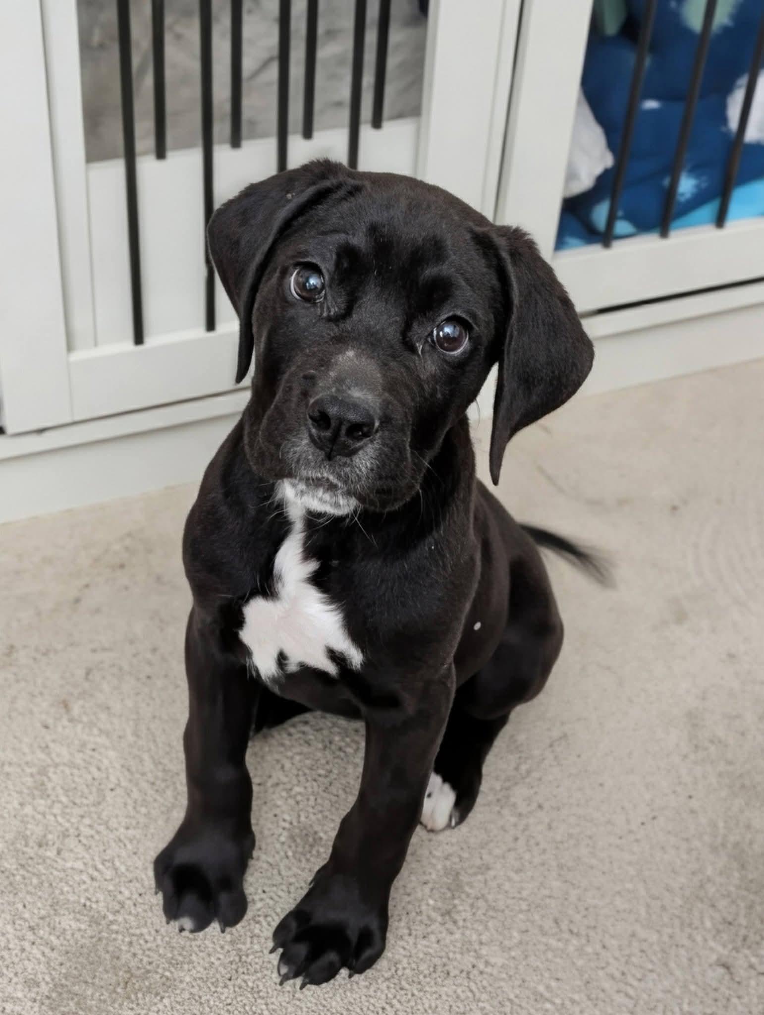 Navy, an adopted mixed breed in Grand Rapids, MI image 2/4