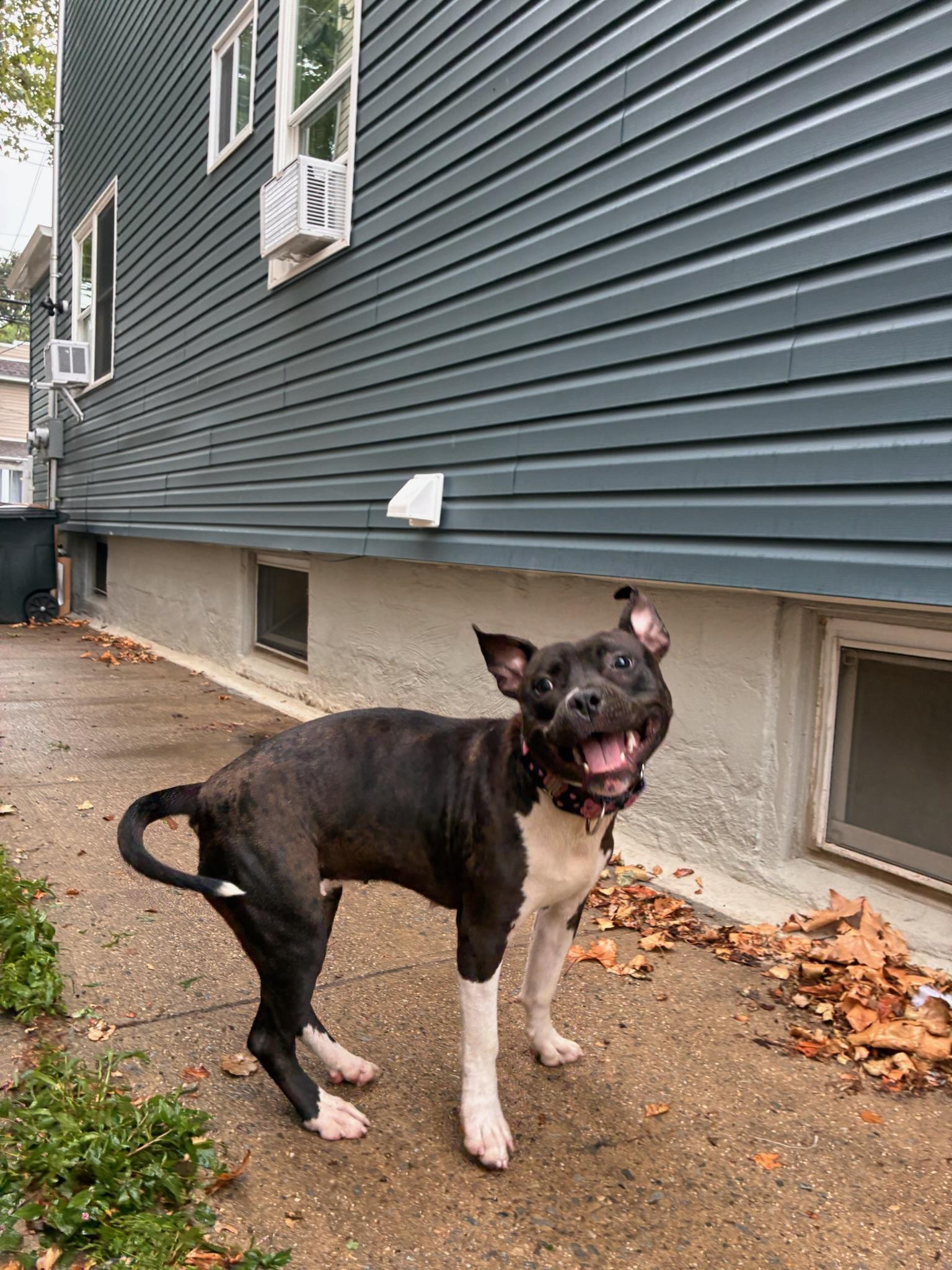 Enlarge Ruby, a Adopted mixed breed in Jersey City, NJ image 3/6