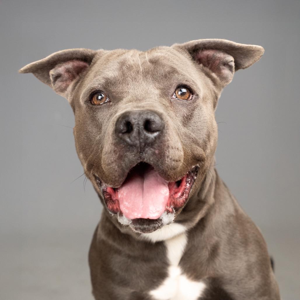 Tazz, Adoptable, Adult Male Pit Bull Terrier.