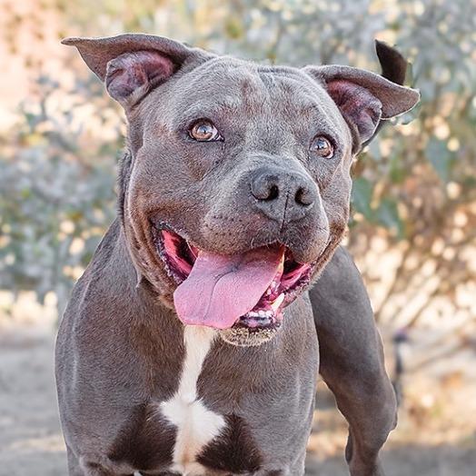 Enlarge Tazz, a Adoptable Pit Bull Terrier in Palm Springs, CA image 2/4
