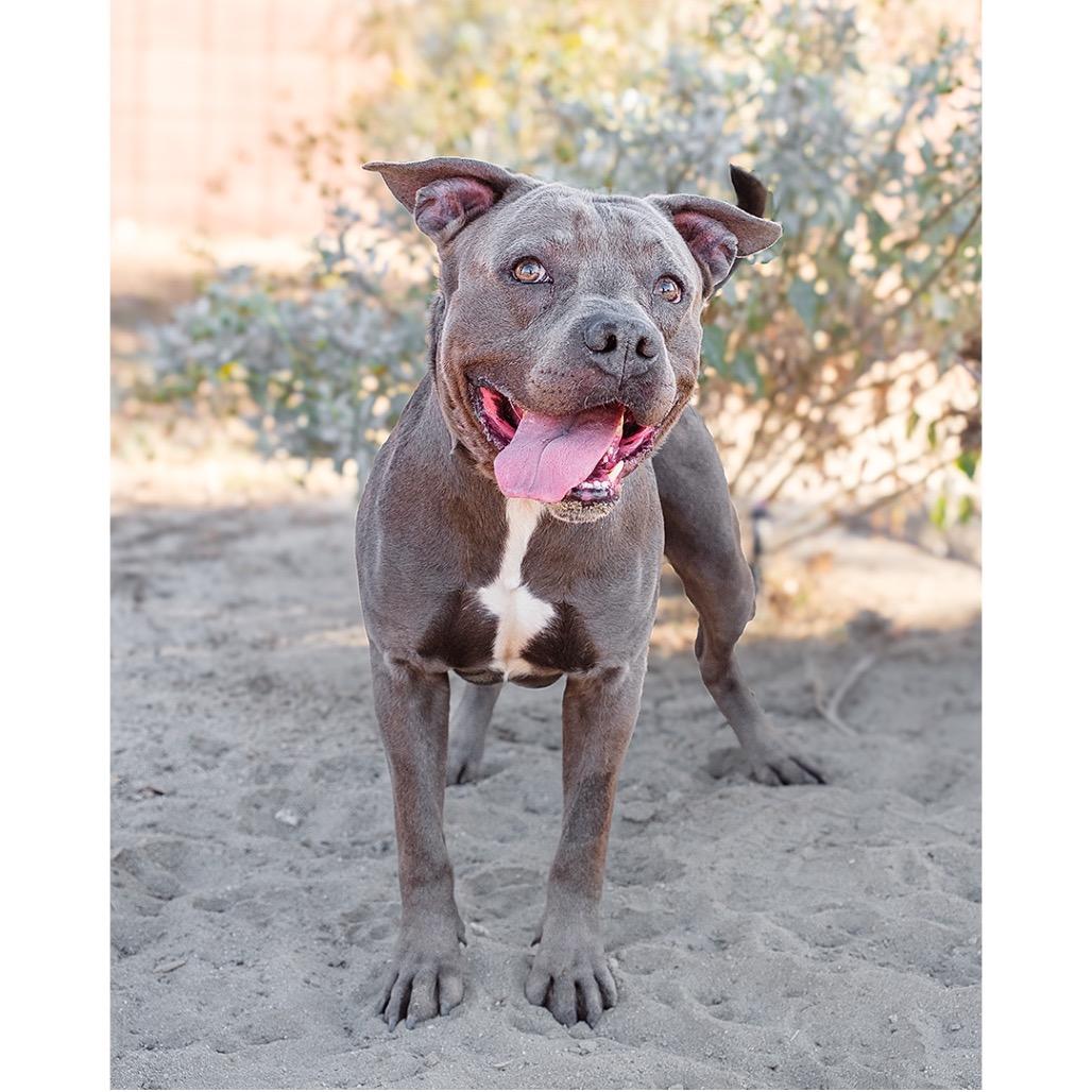Enlarge Tazz, a Adoptable Pit Bull Terrier in Palm Springs, CA image 3/4