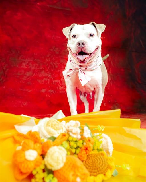 SANGIE, Adoptable, Adult Female Pit Bull Terrier.