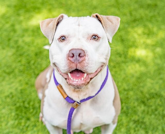 SANGIE, Adoptable, Adult Female Pit Bull Terrier.