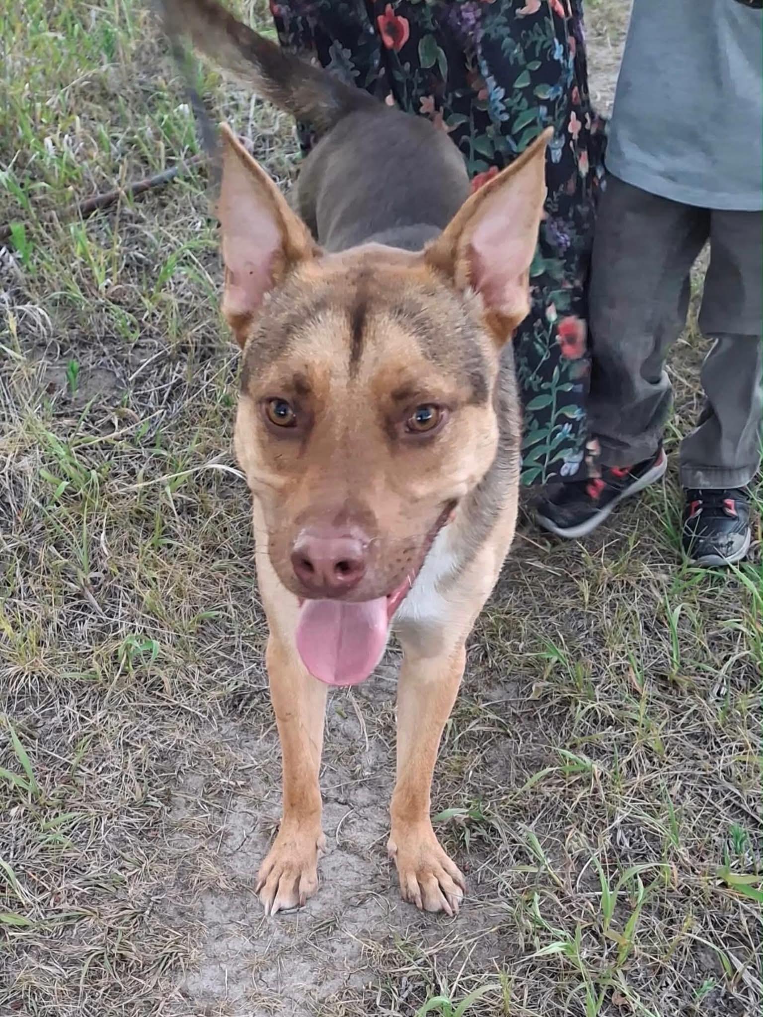 Kai, ADOPTABLE, Young Male Mixed Breed.