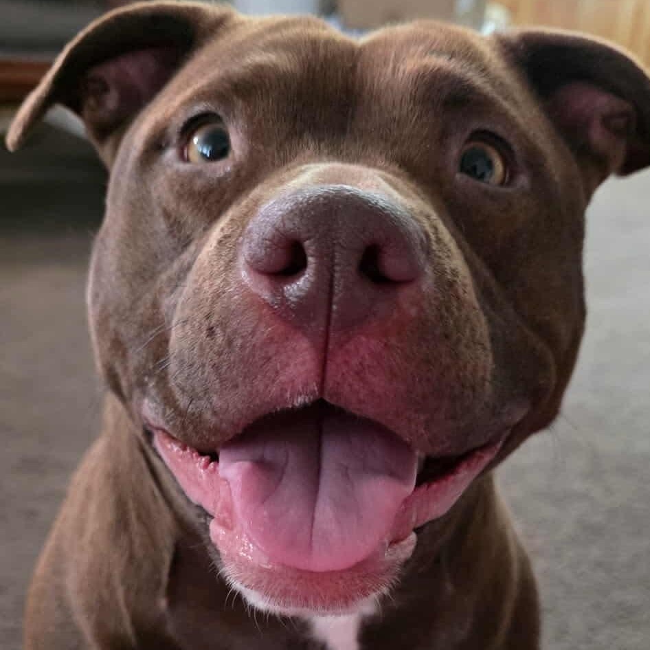 Chassis, an adopted mixed breed in Westland, MI image 1/6
