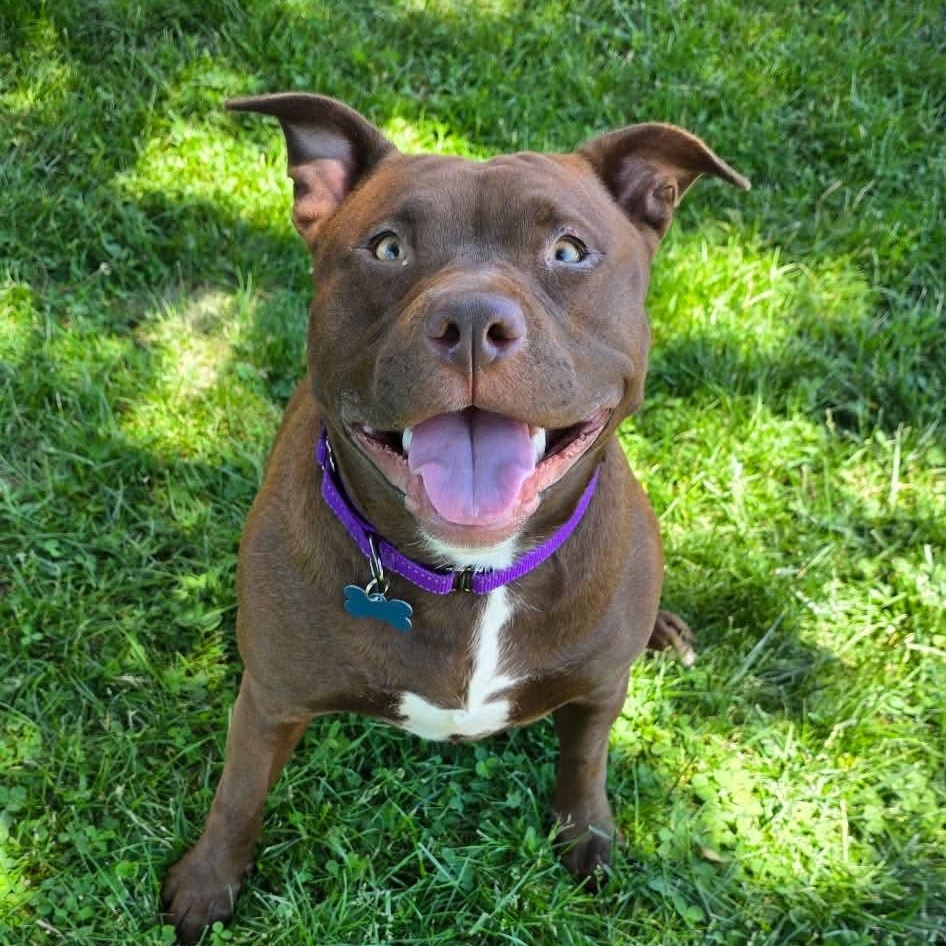 Chassis, an adopted mixed breed in Westland, MI image 5/6