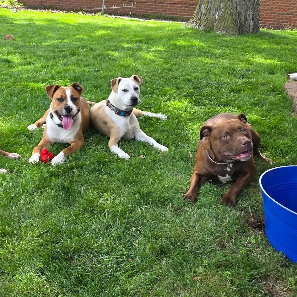 Chassis, an adopted mixed breed in Westland, MI image 3/6