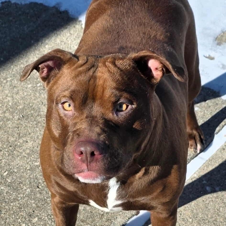 Chassis, an adopted mixed breed in Westland, MI image 4/6