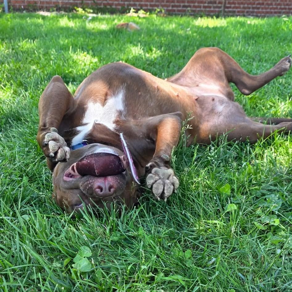 Chassis, an adopted mixed breed in Westland, MI image 2/6