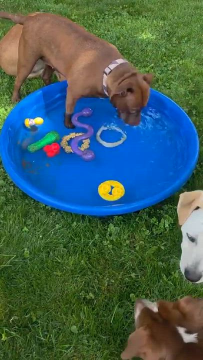 Enlarge Chassis, an adopted mixed breed in Westland, MI video 6/6