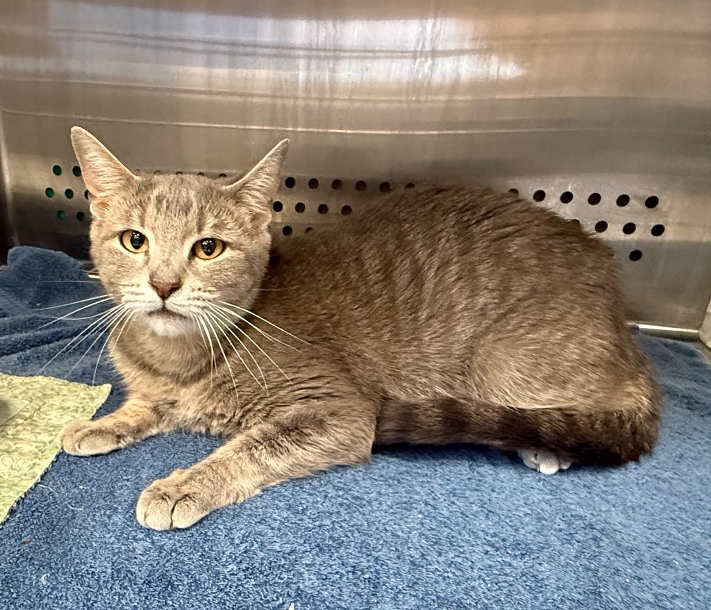 Carmine, Adoptable, Young Female Domestic Short Hair.