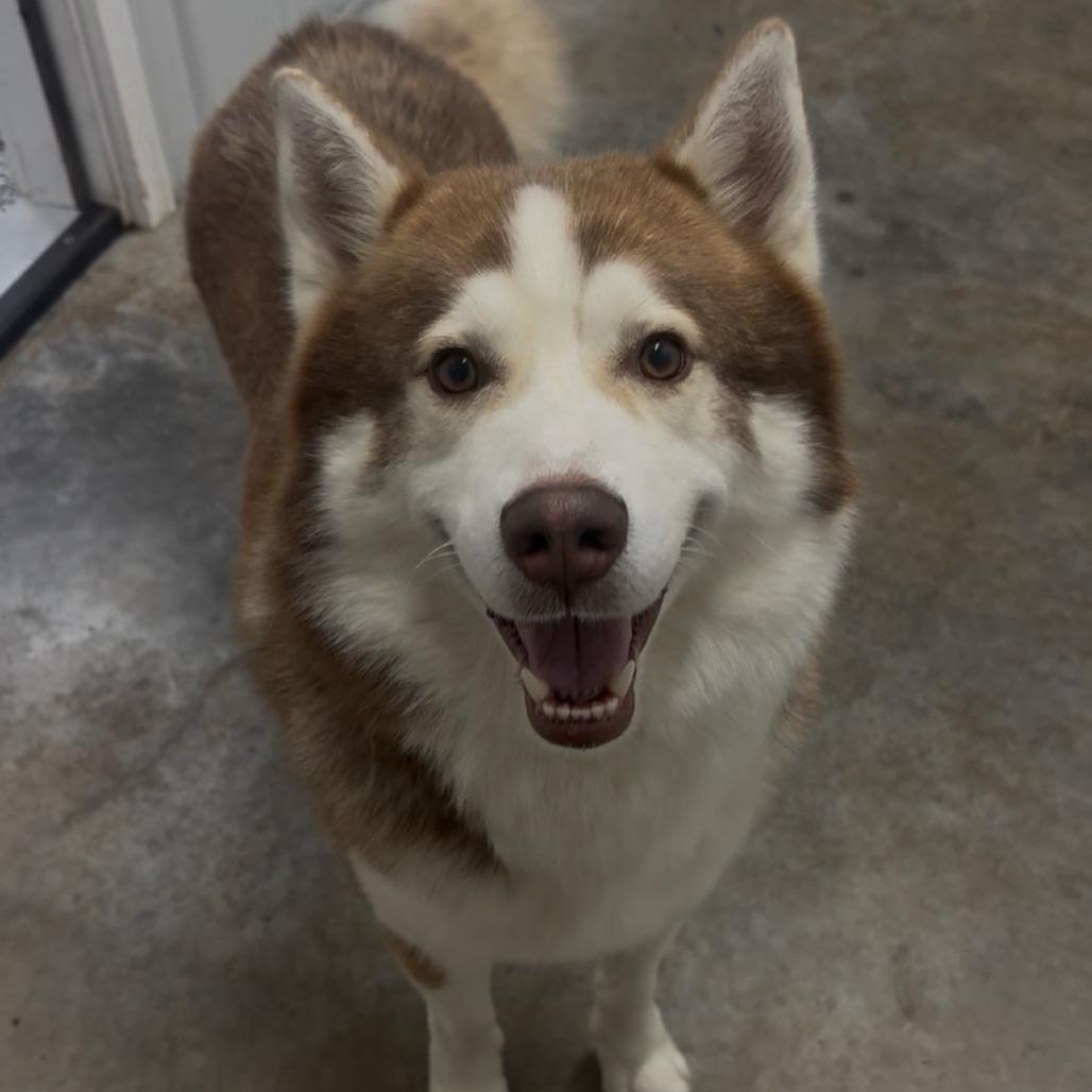 Blitzen, Adoptable, Adult Male Siberian Husky.