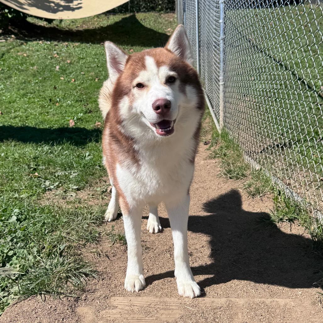 Enlarge Blitzen, a Adoptable Siberian Husky in Fairmont, WV image 2/3