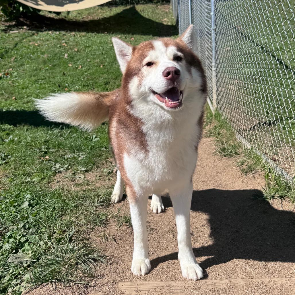 Enlarge Blitzen, a Adoptable Siberian Husky in Fairmont, WV image 3/3