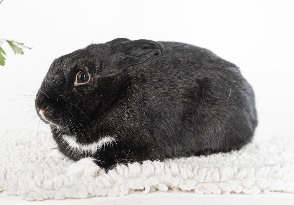 Yoga, Adoptable, Adult Male Dutch.