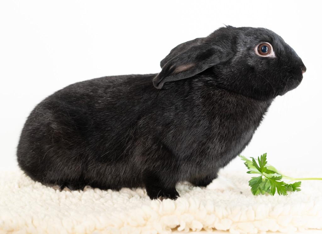 Enlarge Yoga, a Adoptable Dutch in San Francisco, CA image 2/6