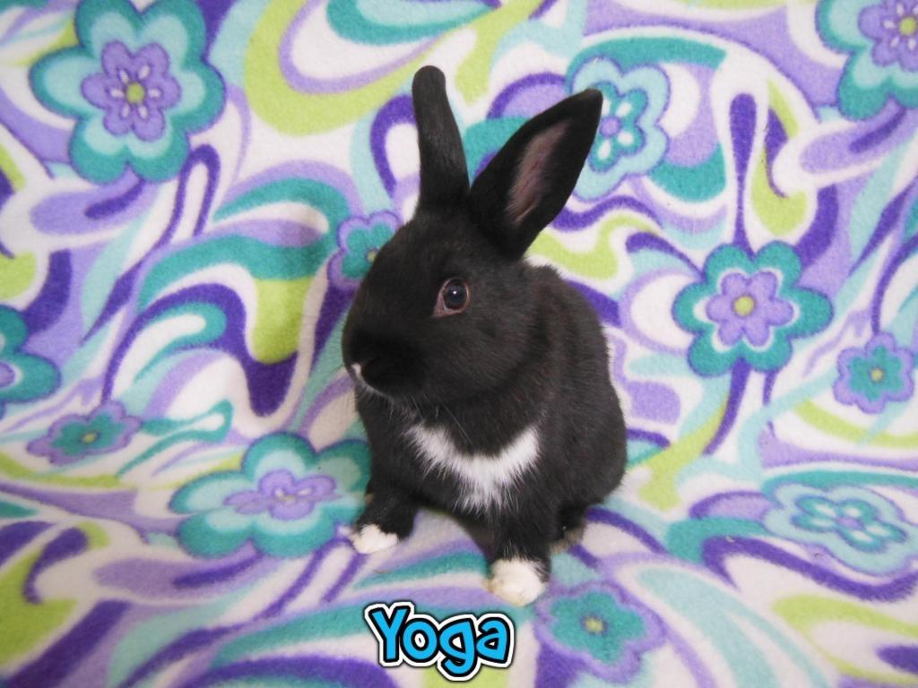 Enlarge Yoga, a Adoptable Dutch in San Francisco, CA image 3/6