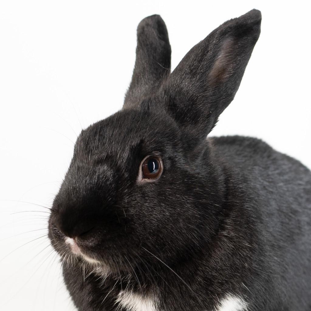 Enlarge Yoga, a Adoptable Dutch in San Francisco, CA image 4/6