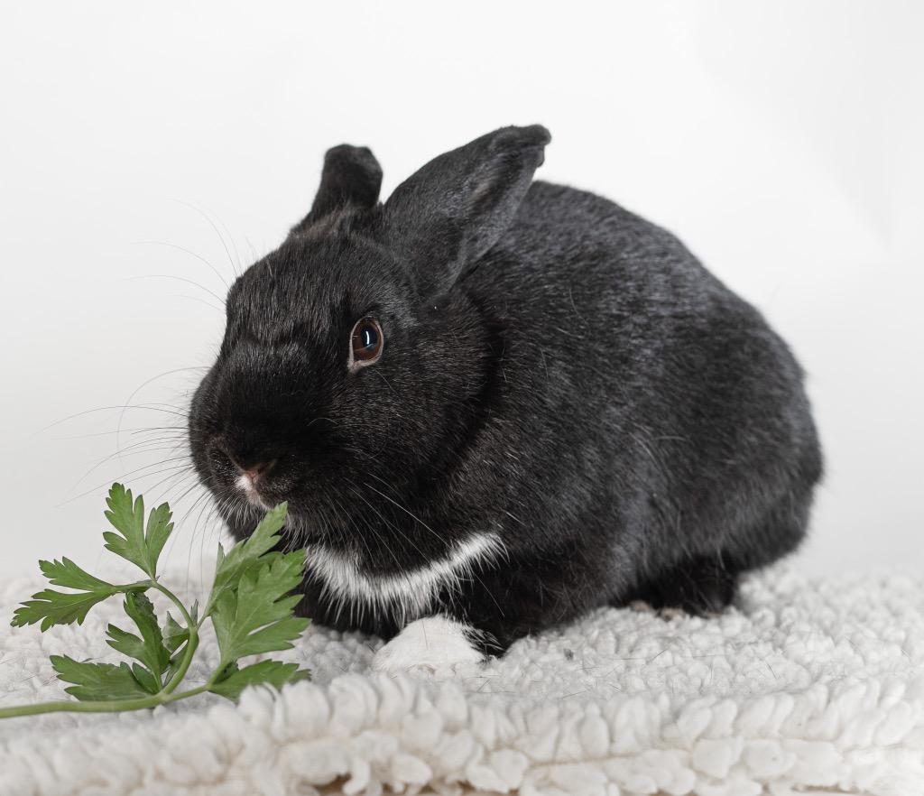 Enlarge Yoga, a Adoptable Dutch in San Francisco, CA image 5/6