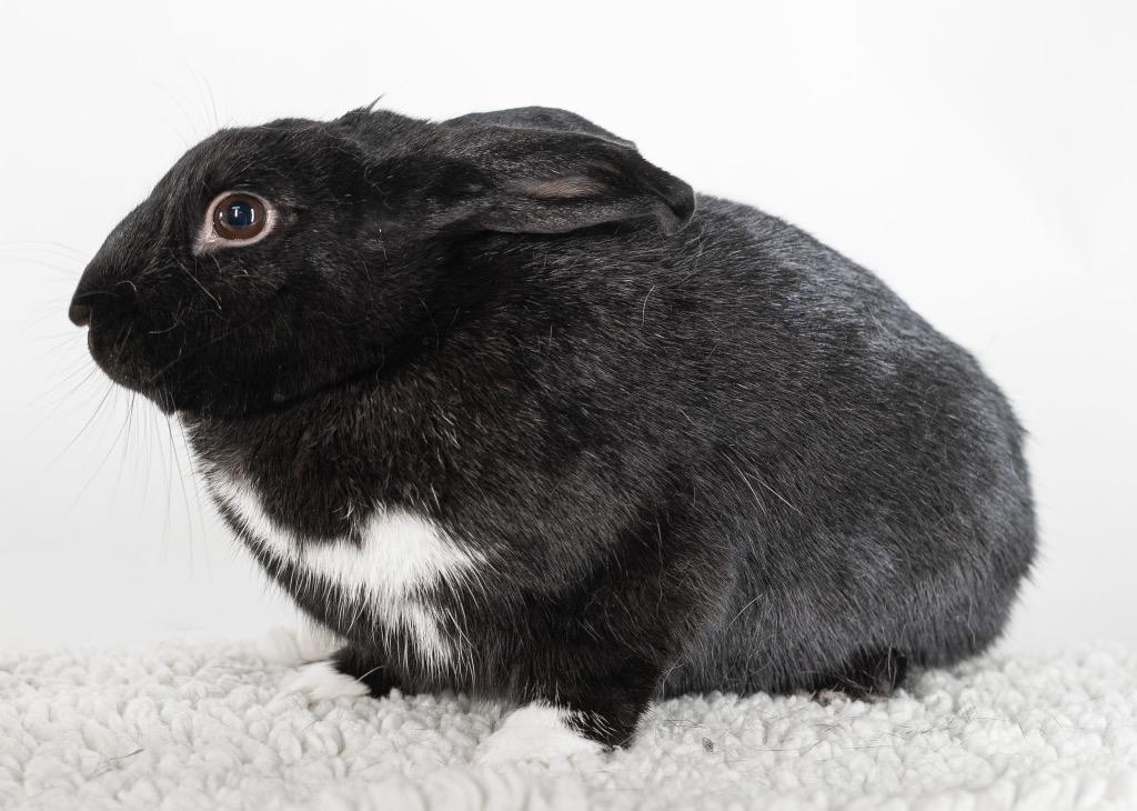 Enlarge Yoga, a Adoptable Dutch in San Francisco, CA image 6/6