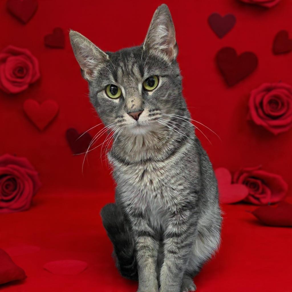 Topanga, Adoptable, Young Female Domestic Short Hair.