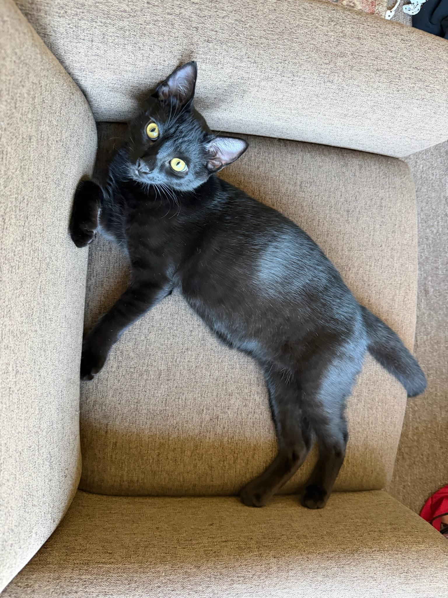 Embry-male teen, Adoptable, Kitten Male Domestic Short Hair.