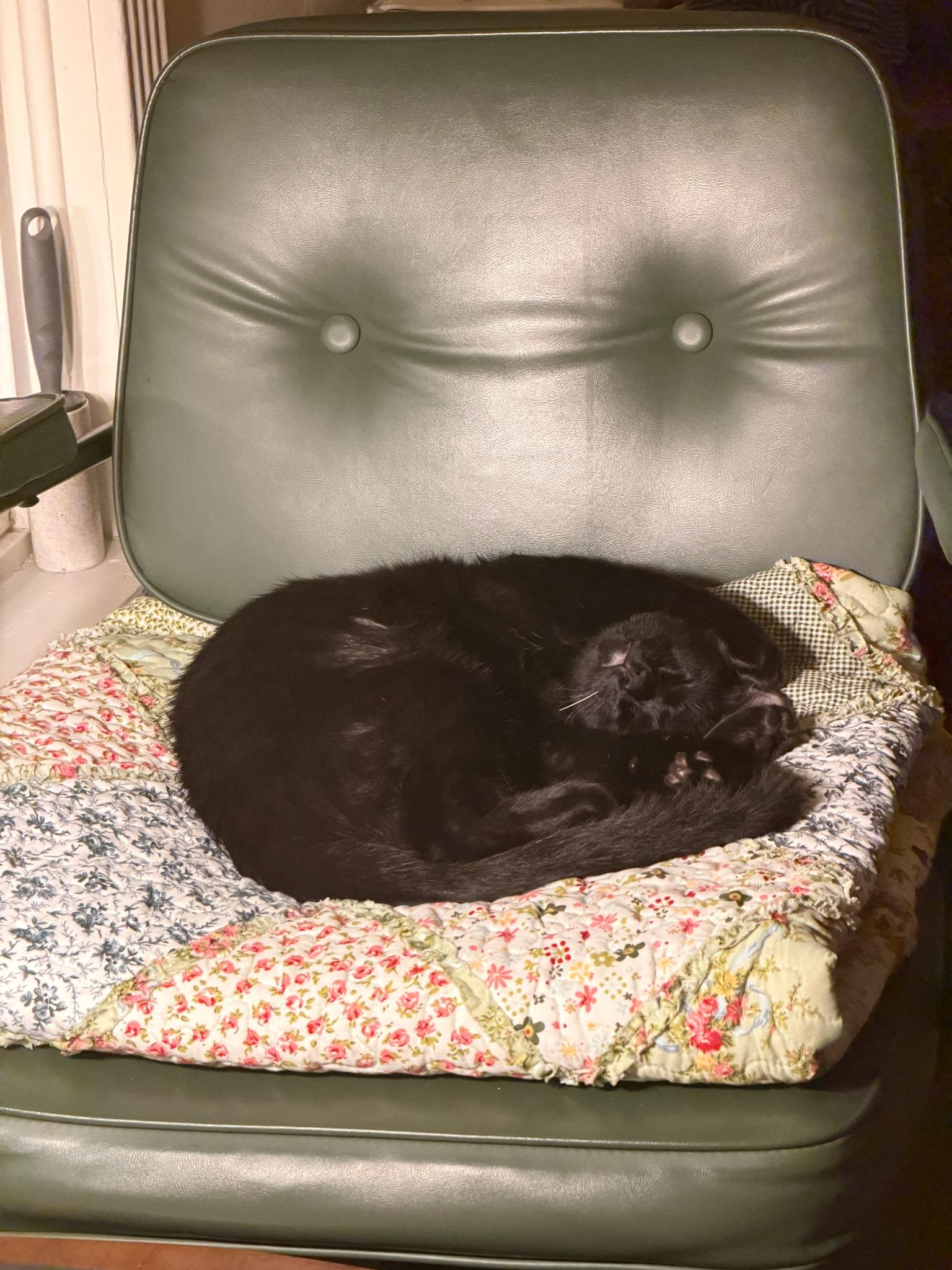 Enlarge Embry-male teen, a Adoptable Domestic Short Hair in San Francisco, CA image 2/4