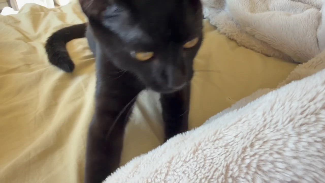 Enlarge Embry-male teen, a Adoptable Domestic Short Hair in San Francisco, CA video 3/4