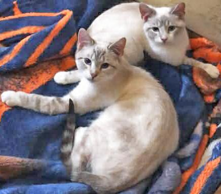 Blue Duchess, adopted, Young Female Siamese.