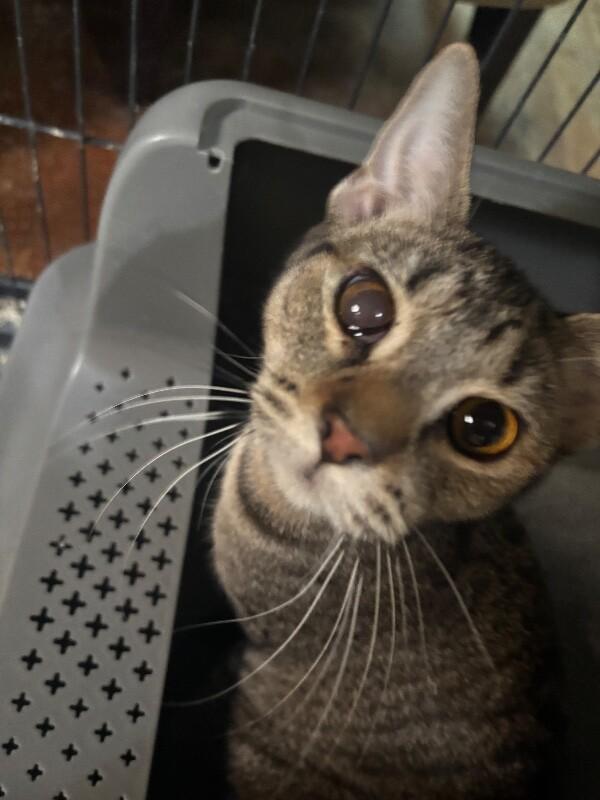 Breezy, Adoptable, Adult Female Domestic Short Hair.