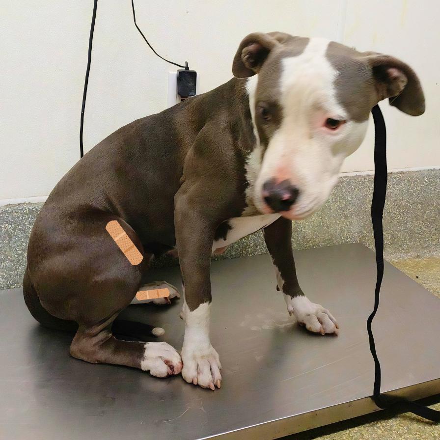 Danika*, Adoptable, Adult Female Pit Bull Terrier.
