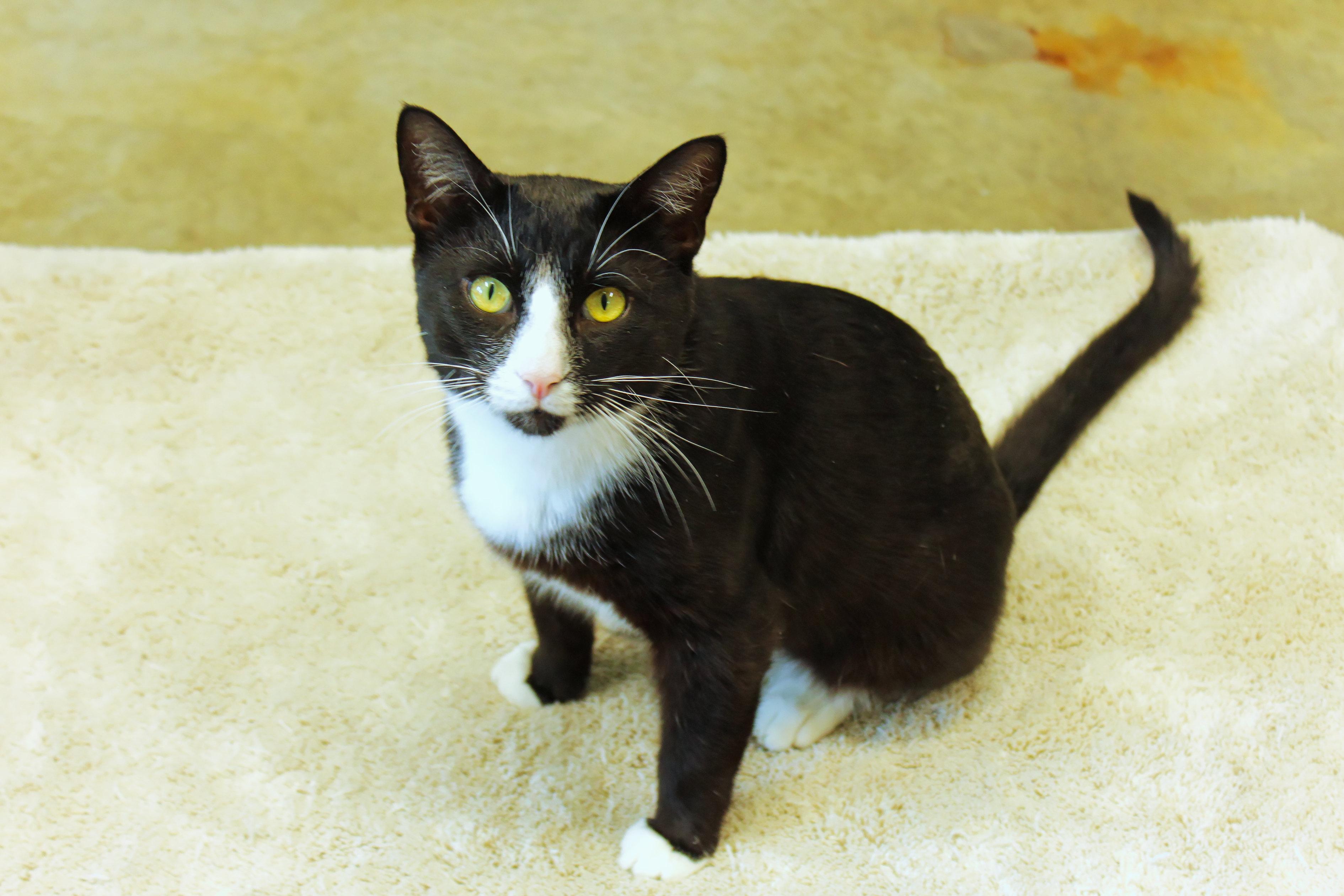 Spatz, a ADOPTABLE Tuxedo in Urbana, OH image 1/6