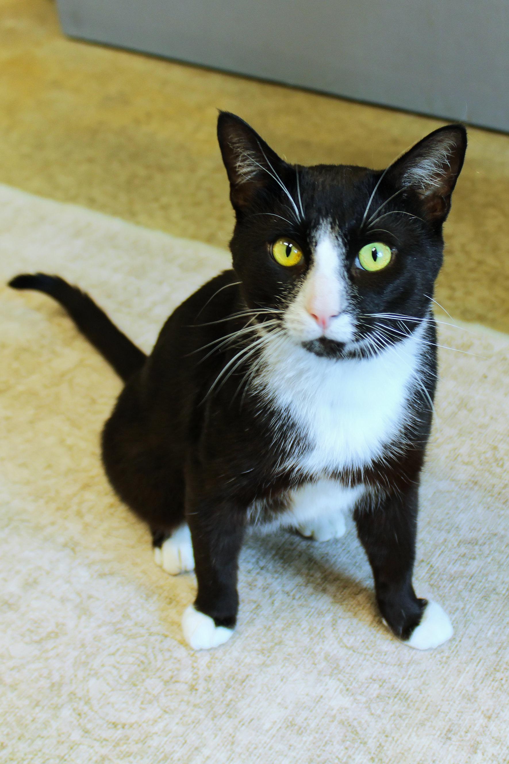 Spatz, a ADOPTABLE Tuxedo in Urbana, OH image 6/6