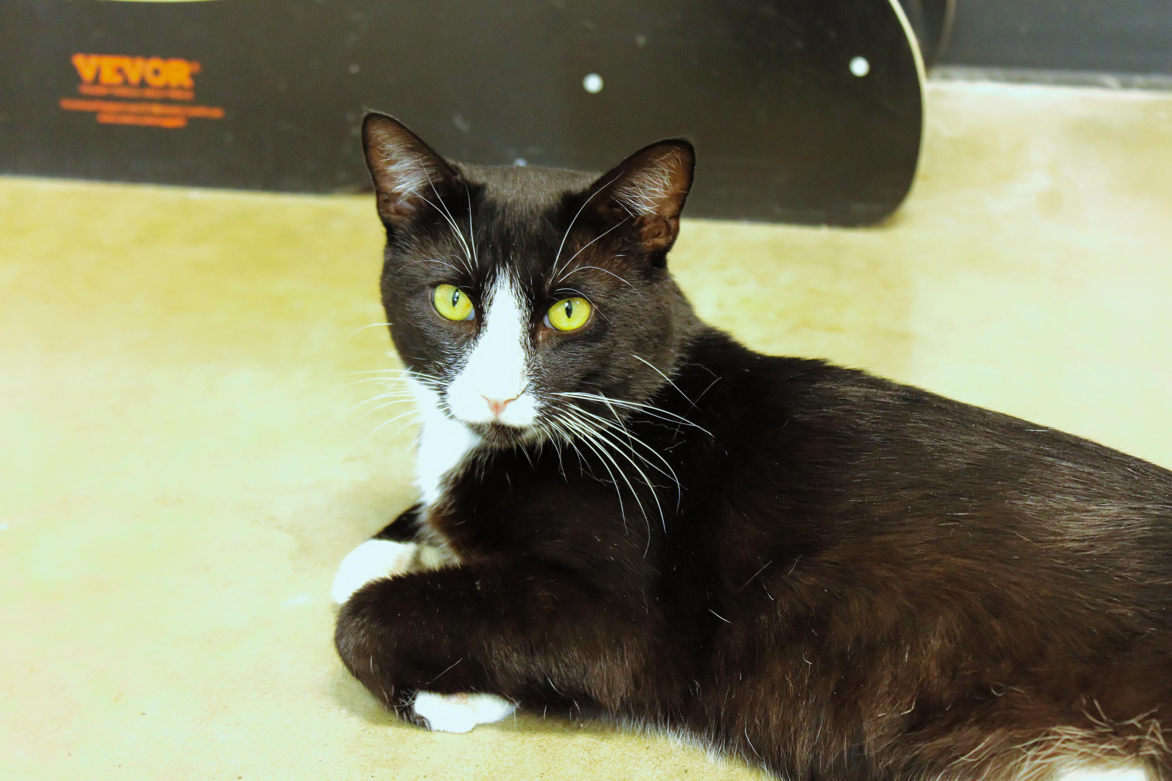 Spatz, a ADOPTABLE Tuxedo in Urbana, OH image 5/6