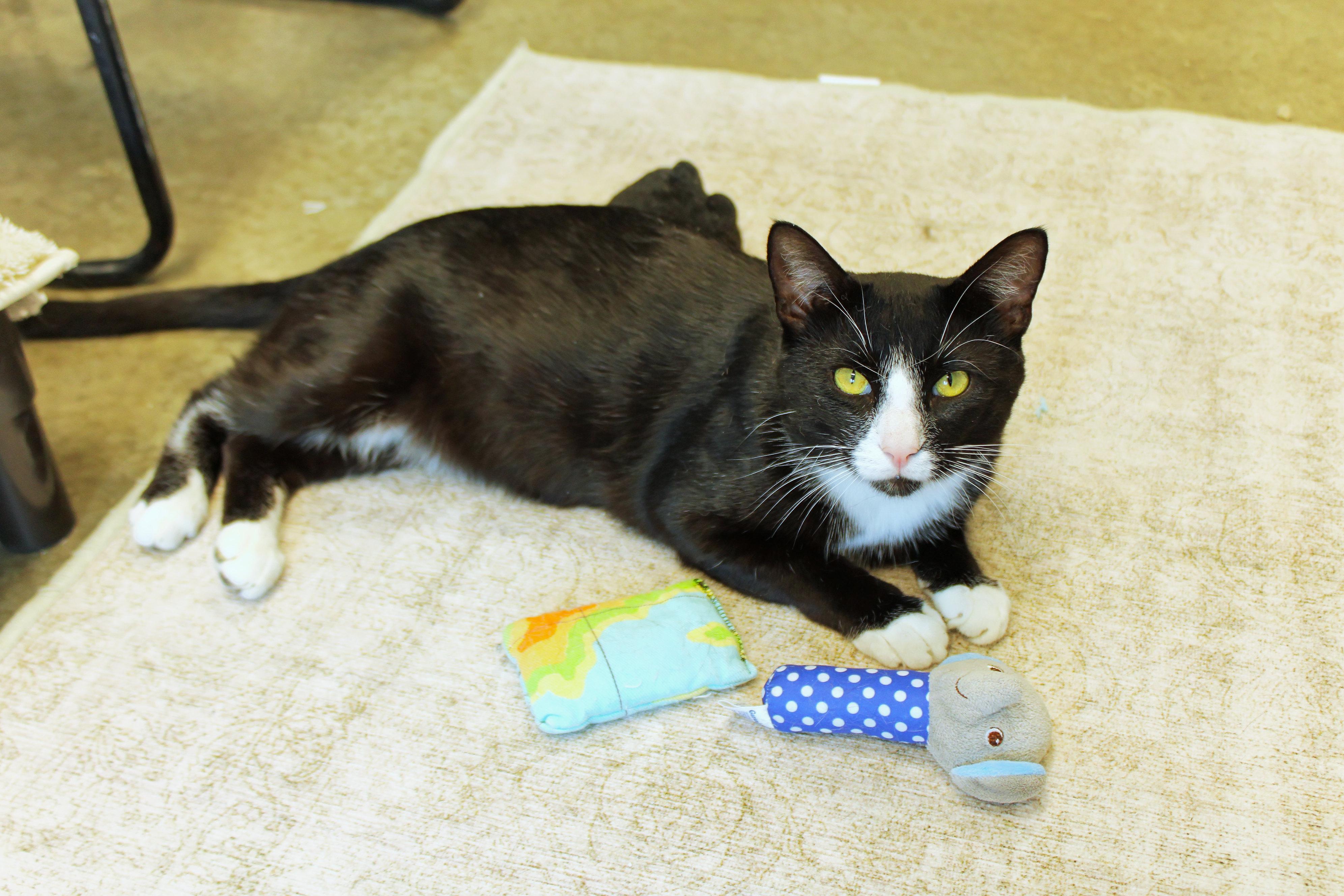 Spatz, a ADOPTABLE Tuxedo in Urbana, OH image 2/6