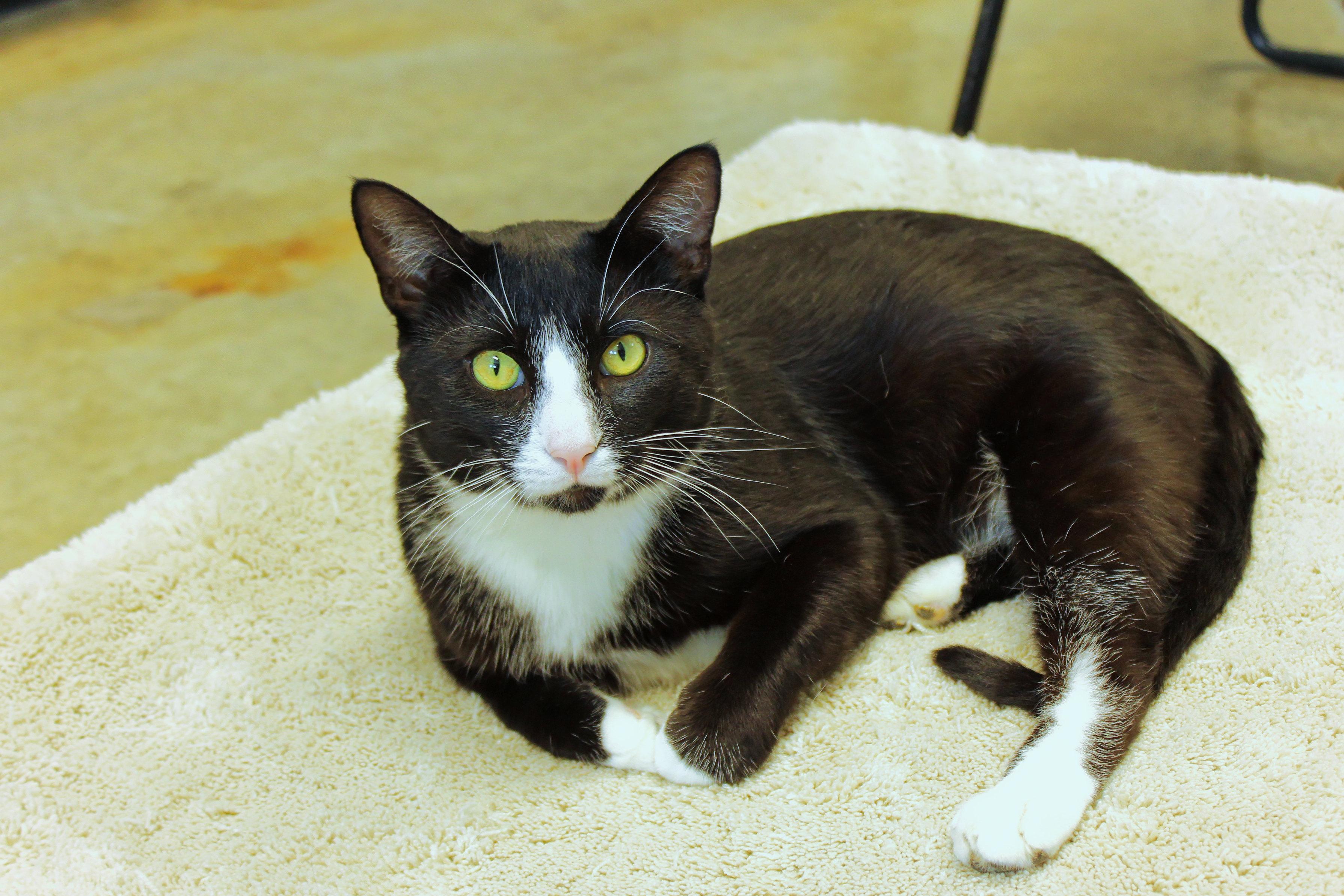Spatz, a ADOPTABLE Tuxedo in Urbana, OH image 3/6