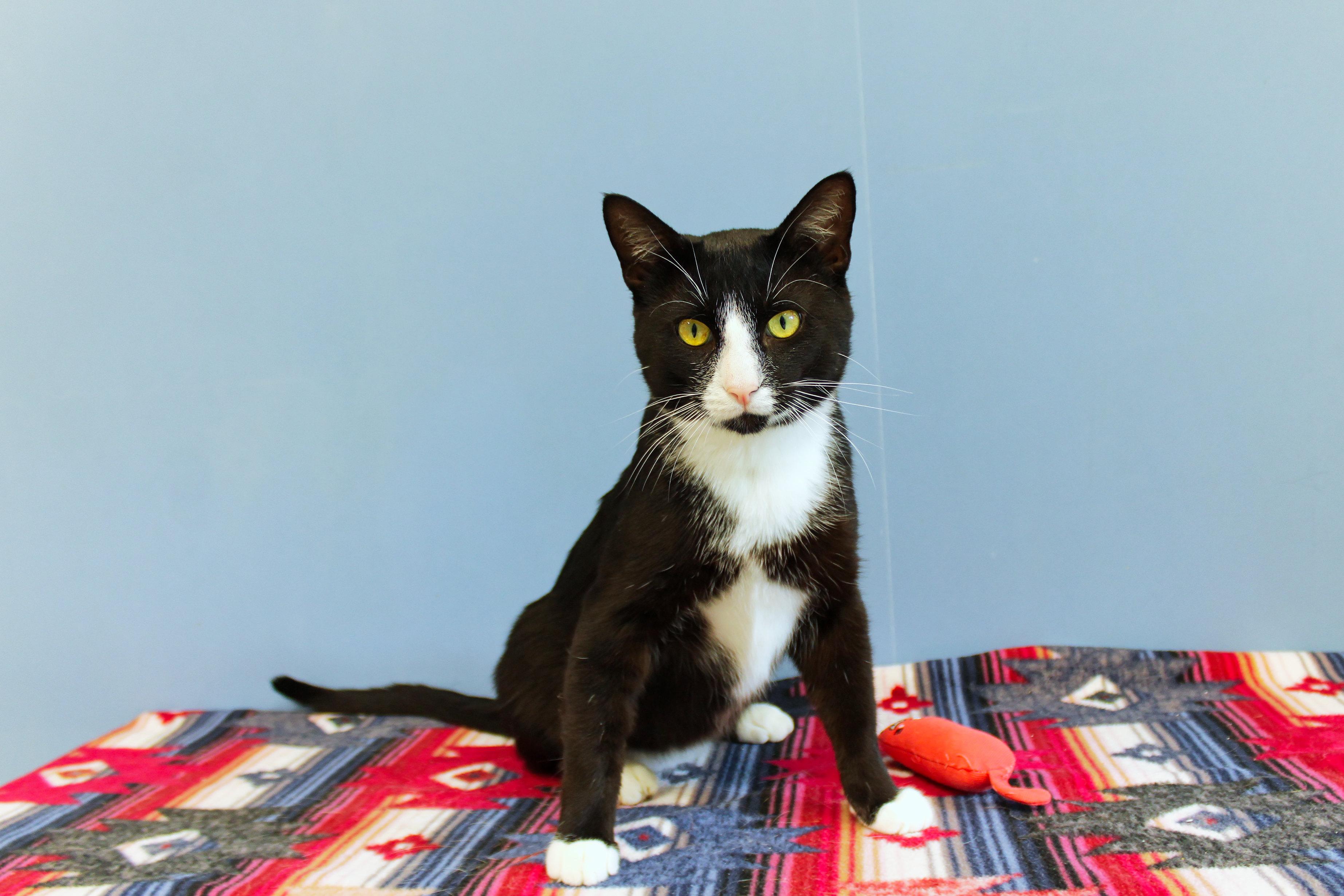 Spatz, a ADOPTABLE Tuxedo in Urbana, OH image 4/6