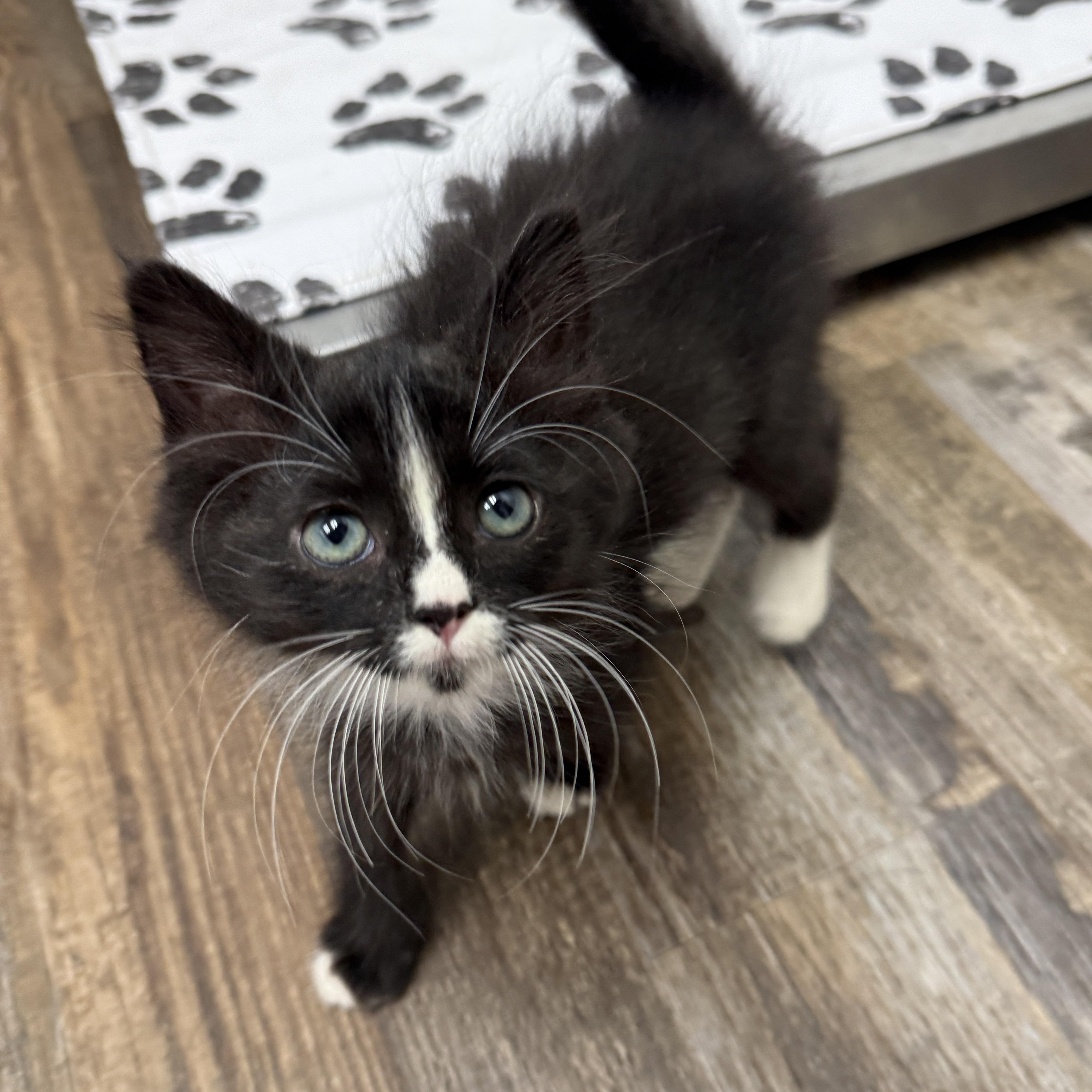 Scrappy - Doo, an adopted Domestic Medium Hair in Oconto, WI image 2/2