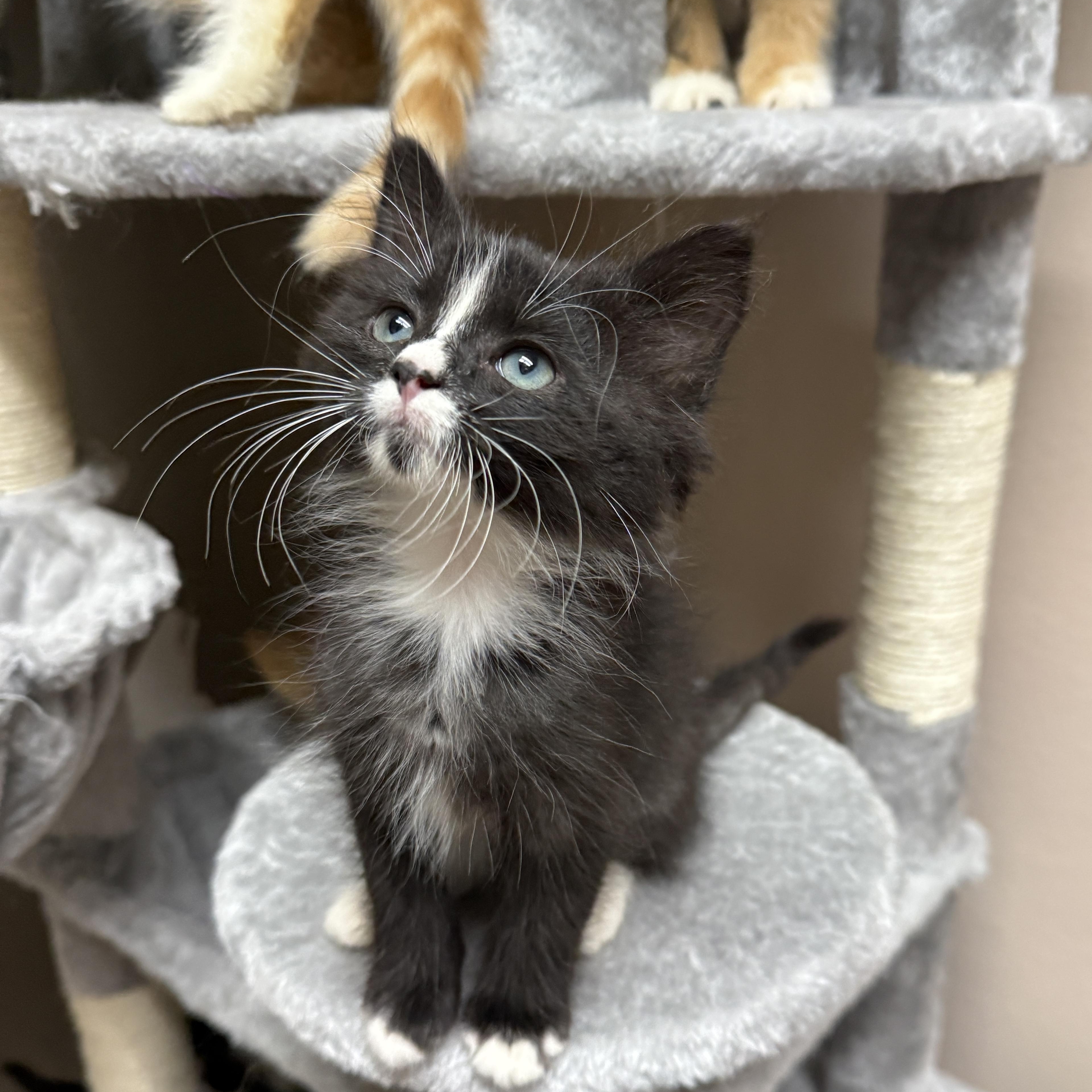 Scrappy - Doo, adopted, Kitten Female Domestic Medium Hair.