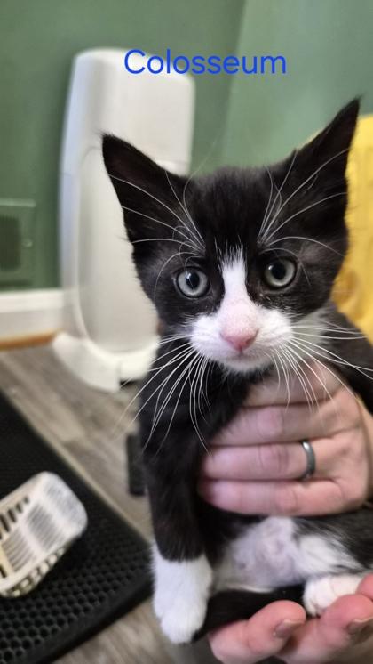 Colosseum (Modern Wonder Litter), adopted, Young Male Domestic Short Hair.